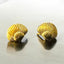Seashell